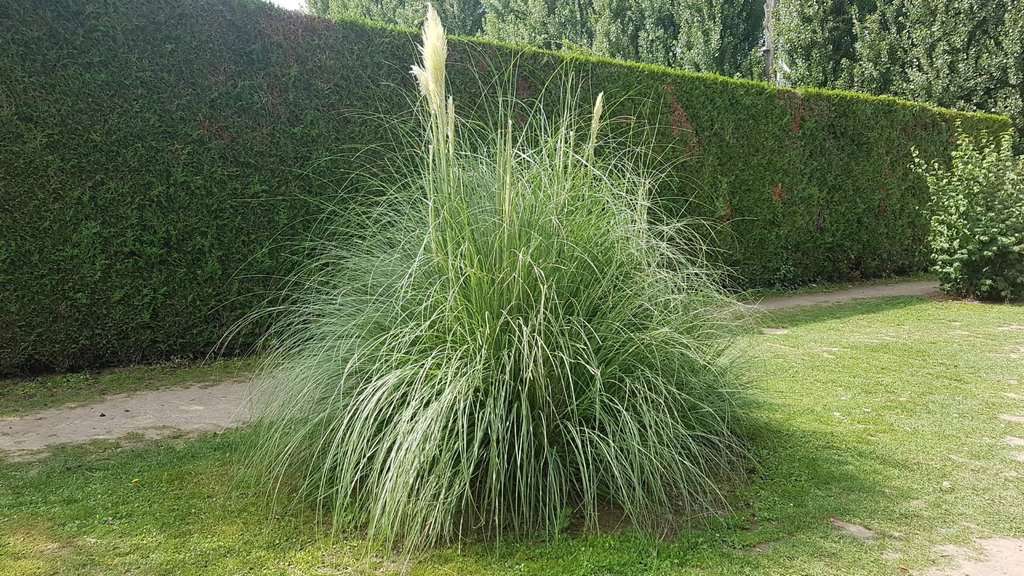 Cortaderia selloana 'Pumila' ---